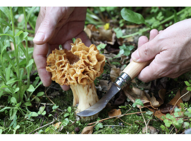 Opinel Blister pack Mushroom knife N°08 